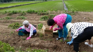 누구 감자가 젤루 클까요? 메인페이지 미리보기